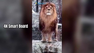 Smart Board 4K per l'insegnamento e il lavoro